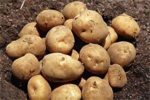 揭薯16號 揭薯16號