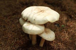 臥龍白蘑 臥龍白蘑