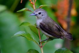 純色啄花鳥 純色啄花鳥
