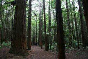 歐洲紅松 歐洲紅松