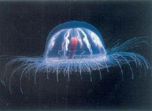 南極水母 南極水母