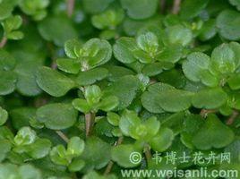 寬葉景天 寬葉景天