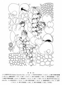 粗萼耳葉苔 粗萼耳葉苔