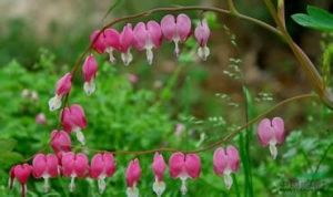 長苞紫堇 長苞紫堇