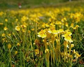 刺毛細管馬先蒿 刺毛細管馬先蒿