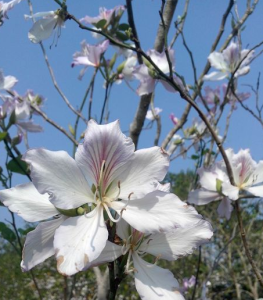 漸尖羊蹄甲 漸尖羊蹄甲