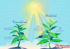 作物化學調控技術 作物化學調控技術