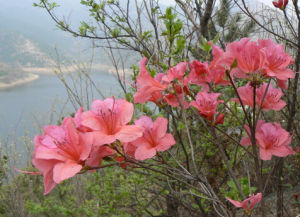 山地杜鵑 山地杜鵑