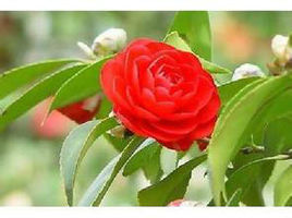 長管紅山茶 長管紅山茶