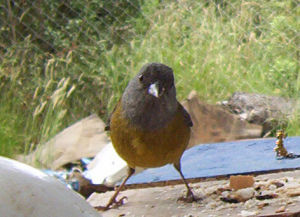 灰頭嶺雀鵐 灰頭嶺雀鵐