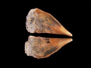 多棘江珧 多棘江珧