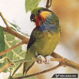 德氏無花果鸚鵡伊里安查亞亞種