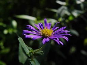 騰越紫菀 騰越紫菀