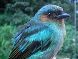 棕頰唐加拉雀 棕頰唐加拉雀