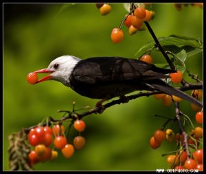 黑短腳鵯 黑短腳鵯