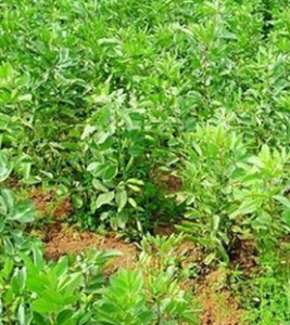 紅胡豆七 紅胡豆七