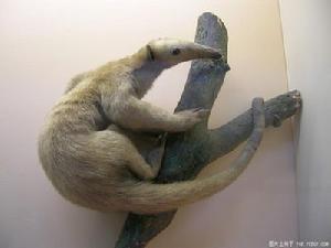 安德列斯長舌蝠屬 安德列斯長舌蝠屬