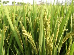 寧粳3號 寧粳3號