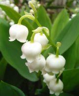 第三者婚姻:橫刀奪愛 第三者婚姻:橫刀奪愛