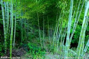 竹子[禾本科竹亞科植物]