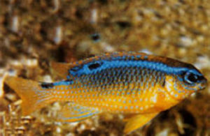 黃肚藍背雀鯛 黃肚藍背雀鯛