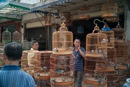 鳥市[交易鳥的集市]