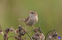 短嘴沼澤鷦鷯 短嘴沼澤鷦鷯