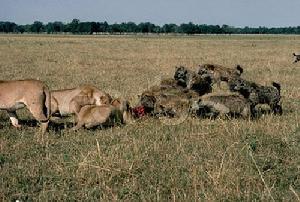 鬣狗（鬣狗科動物）