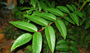 大葉臭花椒 大葉臭花椒