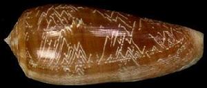 山水芋螺 山水芋螺