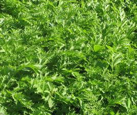 雪裡紅[一年生草本植物]