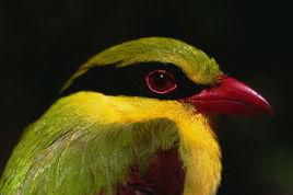 黃胸綠鵲 黃胸綠鵲