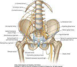 閉孔神經 閉孔神經