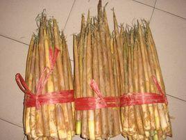 廣寧文筍 廣寧文筍