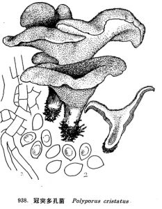 冠突多孔菌 冠突多孔菌