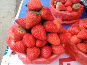 芬芬奶油草莓園 芬芬奶油草莓園