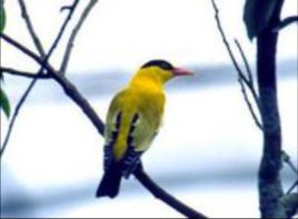 黃鶯[動物]