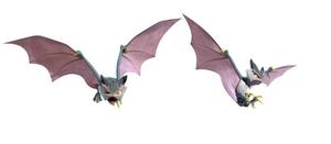 魔法獸“達達”