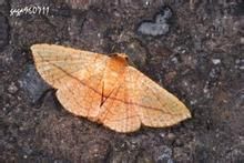 二點斜線網蛾 二點斜線網蛾