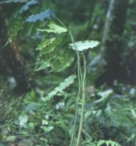 狹羽觀音座蓮 狹羽觀音座蓮