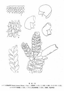 台灣扁萼苔 台灣扁萼苔