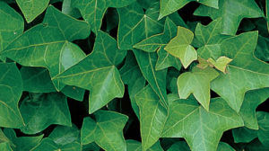 Plant Profile: Hedera