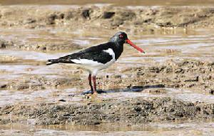 （圖）蠣鷸鴕鳥