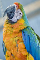 斑色金剛鸚鵡