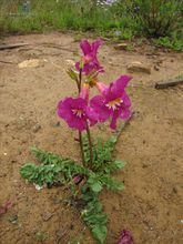 雞肉參（原變種）