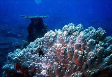 亞龍灣珊瑚礁國家級自然保護區