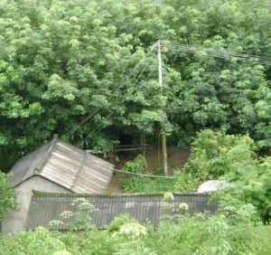 洛馬的村 洛馬的村