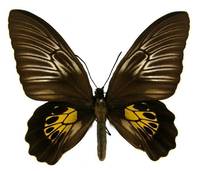 皮斯特小斑裳鳳蝶(雌