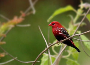 綠色紅梅花雀 綠色紅梅花雀