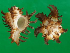 萵苣骨螺 萵苣骨螺